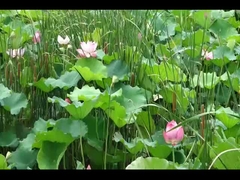 LanTu TREE Voyah auto gratuita Voyah SUV auto elettrica 520KM ricarica veloce 0.5H